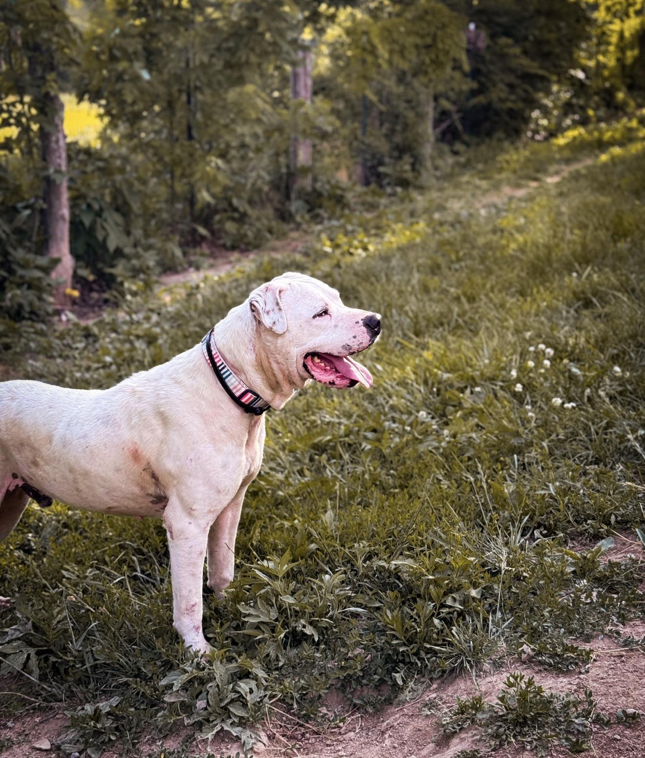 Arlo, a ADOPTABLE mixed breed in Junction City, KY image 3/4