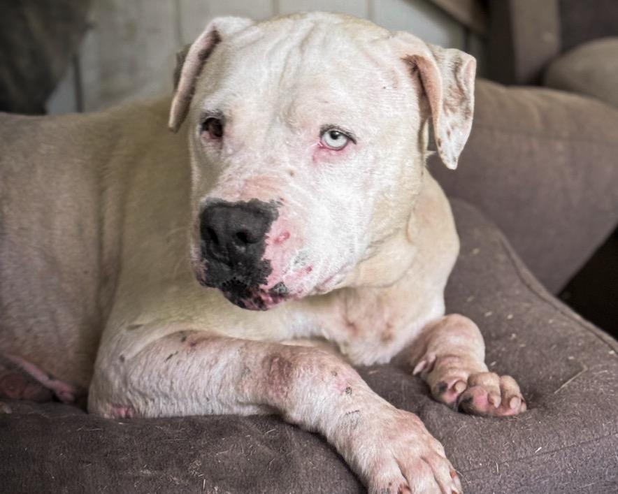 Arlo, ADOPTABLE, Adult Male American Bully.