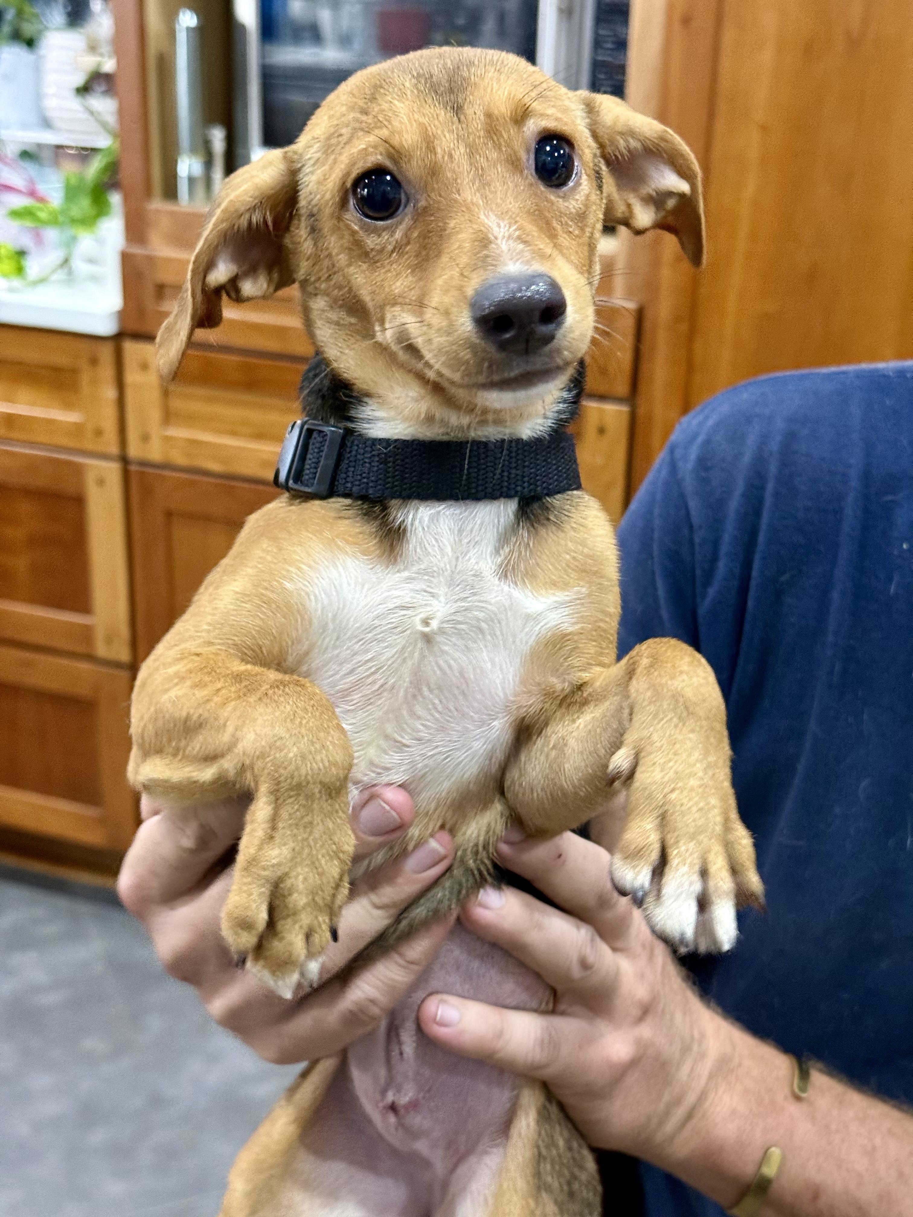 Ghiradelli, Adopted, Puppy Female Chiweenie.