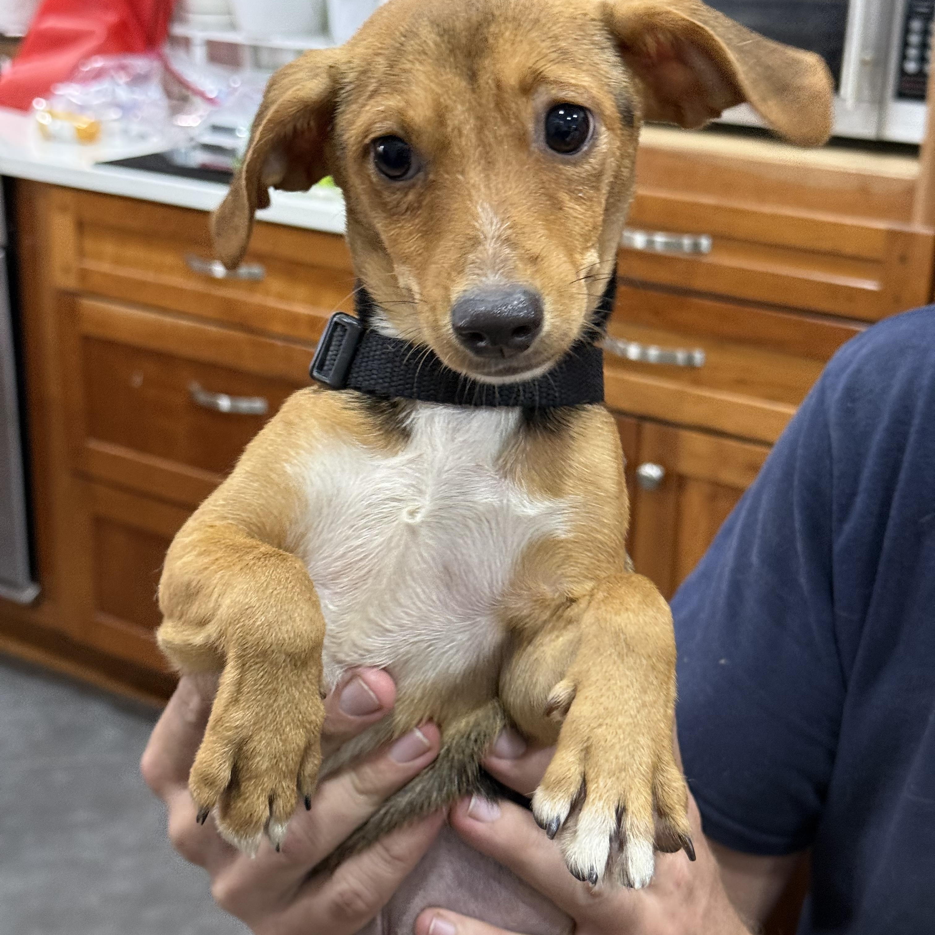 Enlarge Ghiradelli, a Adopted Chiweenie in New Orleans, LA image 2/2