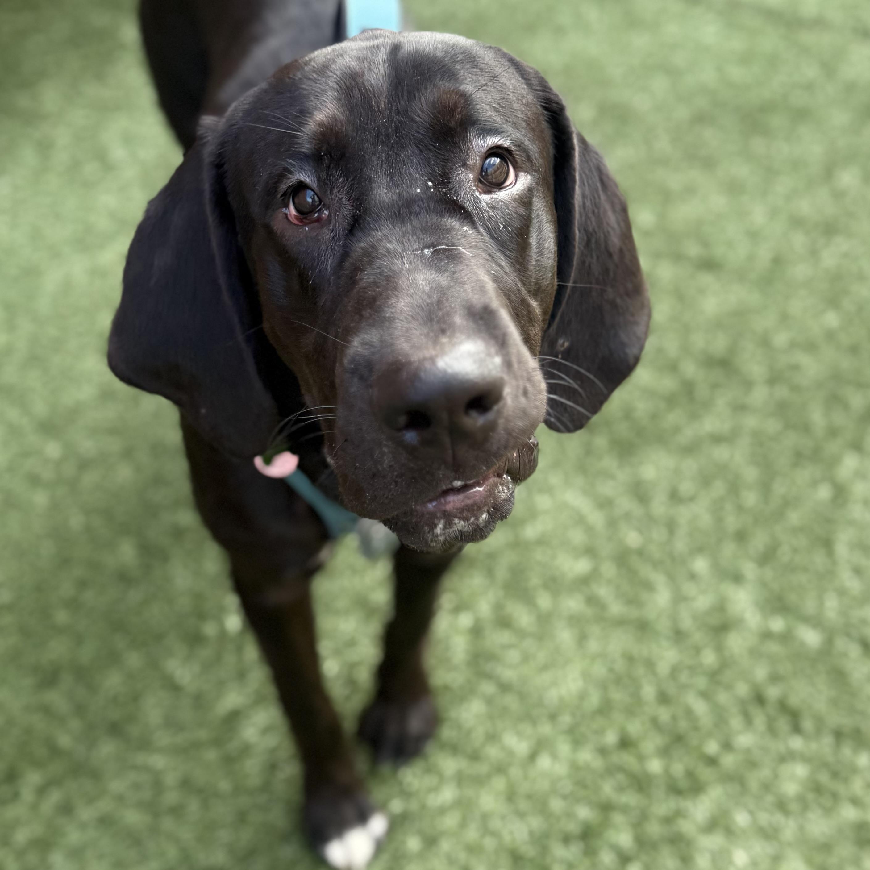 Enlarge Foster, a Adoptable mixed breed in Schaumburg, IL image 5/6
