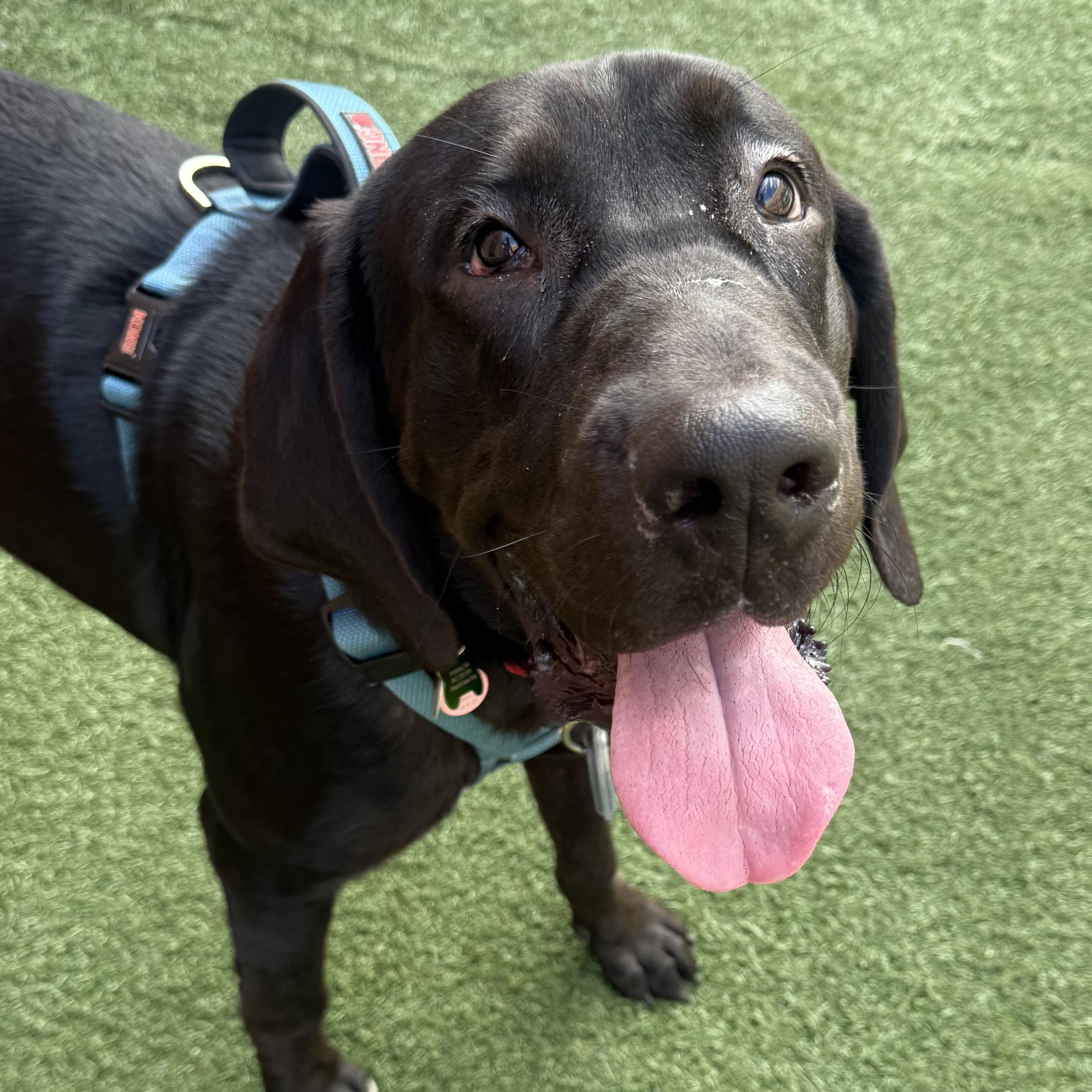 Enlarge Foster, a Adoptable mixed breed in Schaumburg, IL image 6/6