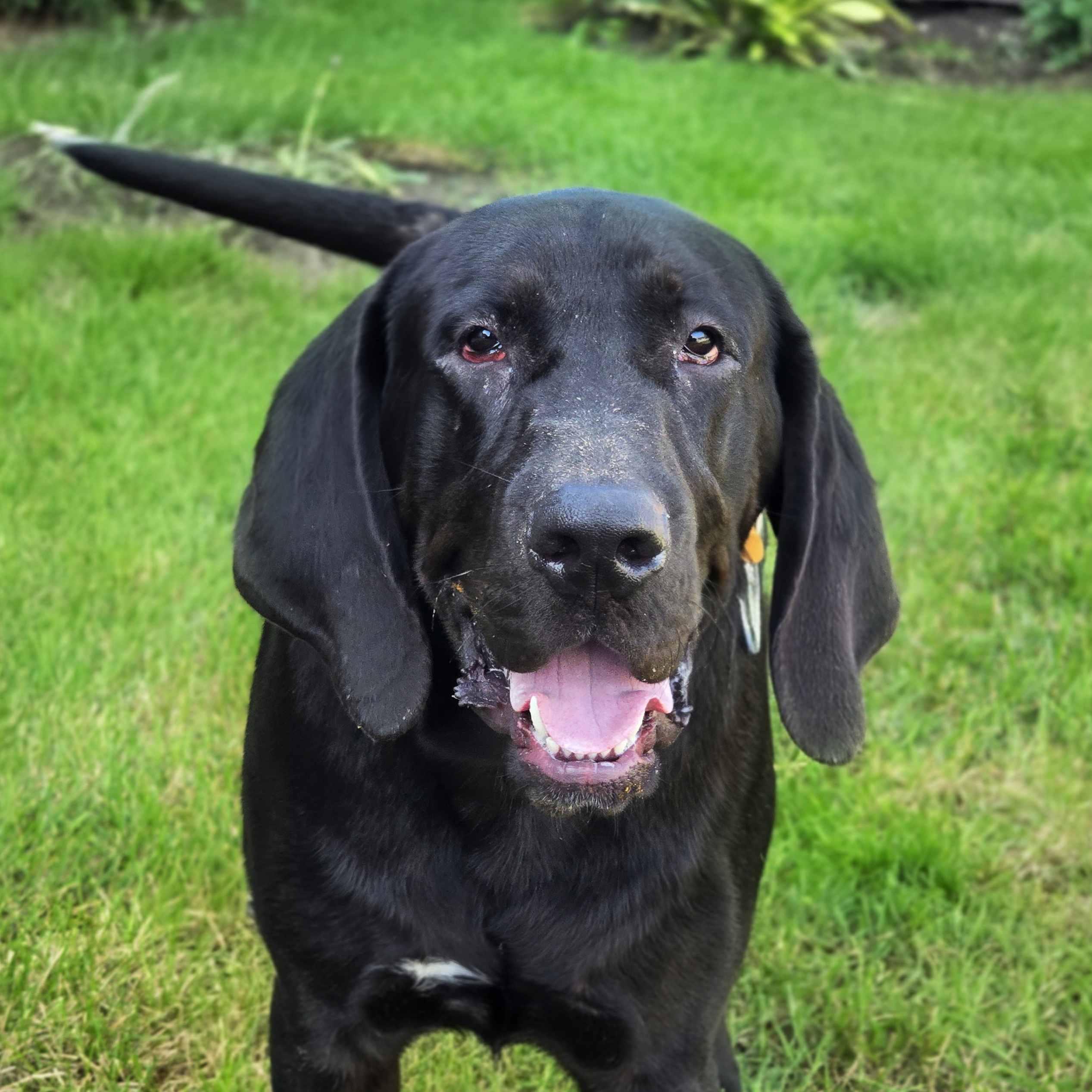 Foster, Adoptable, Young Male Bloodhound.
