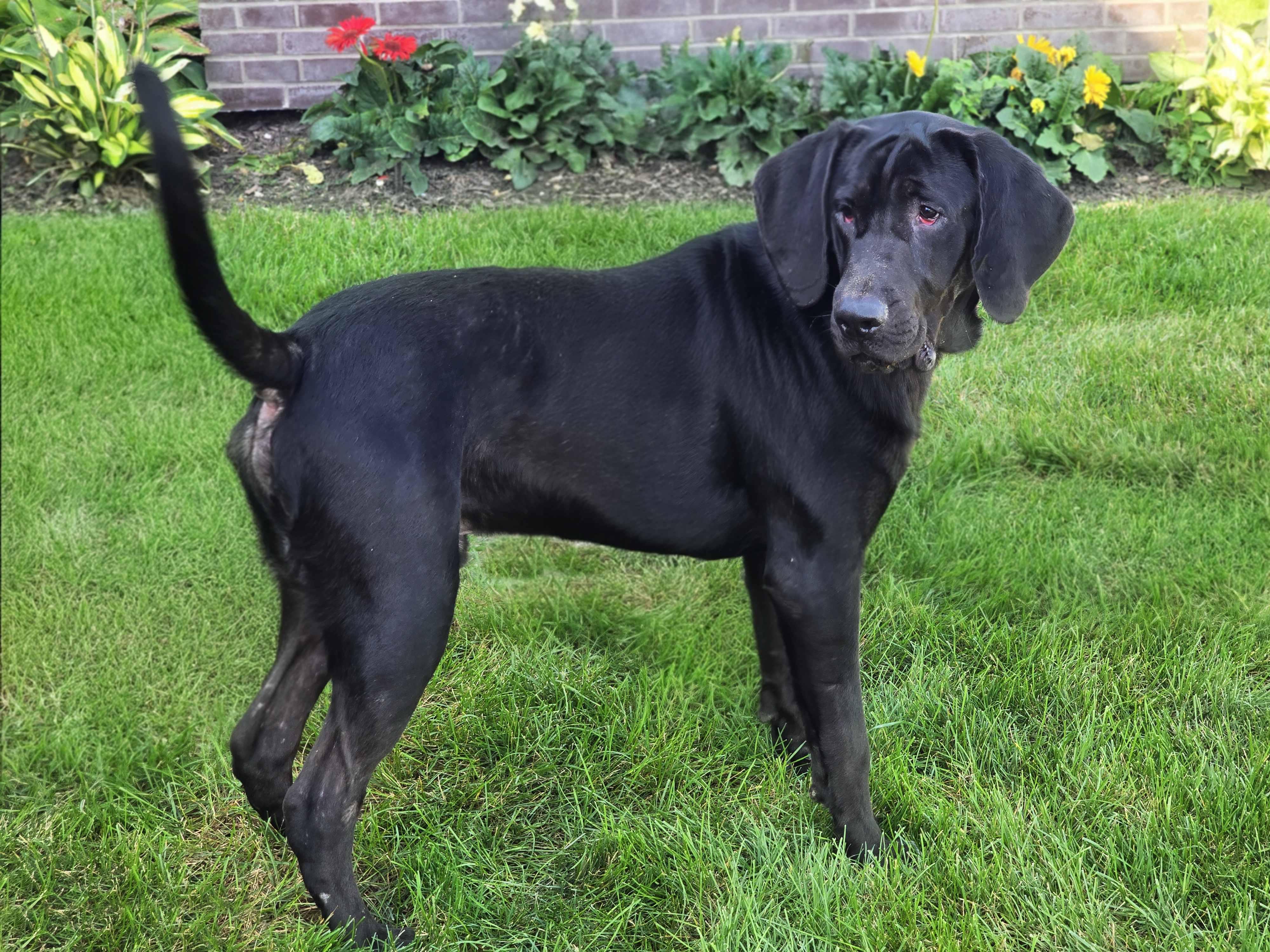 Enlarge Foster, a Adoptable mixed breed in Schaumburg, IL image 4/6