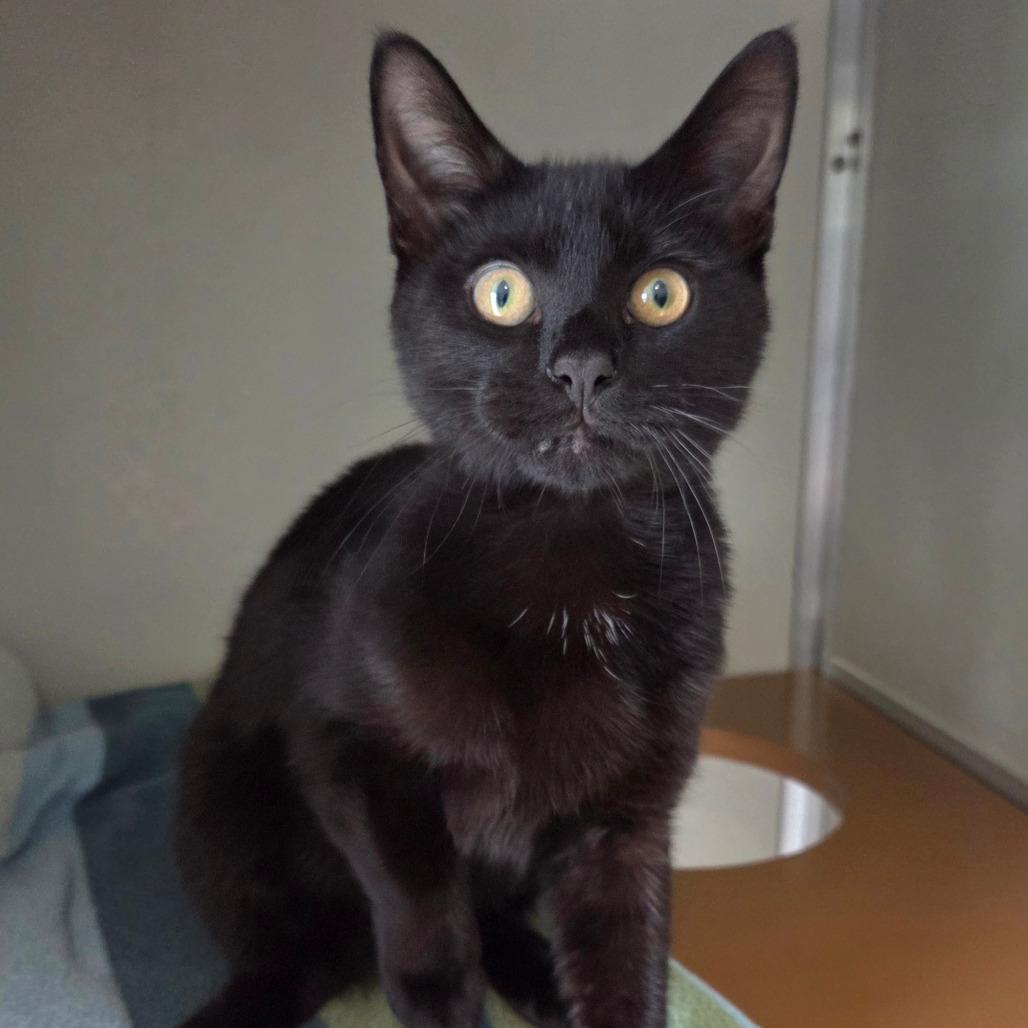 Mr. Stellar, a Adoptable Bombay in Chattanooga, TN image 1/6