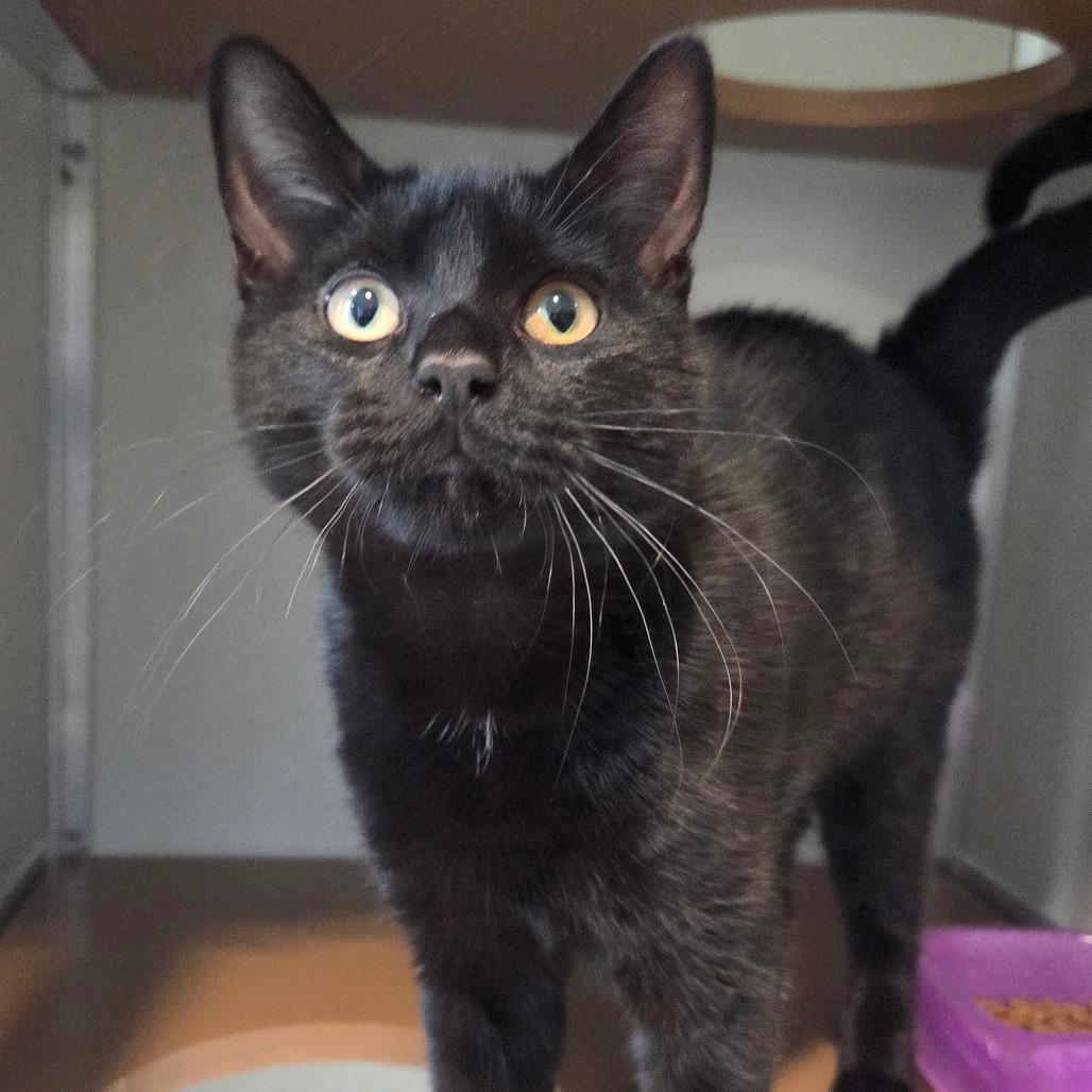 Mr. Stellar, a Adoptable Bombay in Chattanooga, TN image 2/6