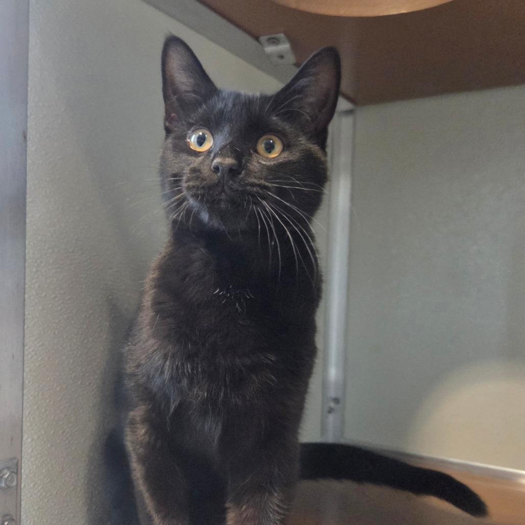 Mr. Stellar, a Adoptable Bombay in Chattanooga, TN image 4/6