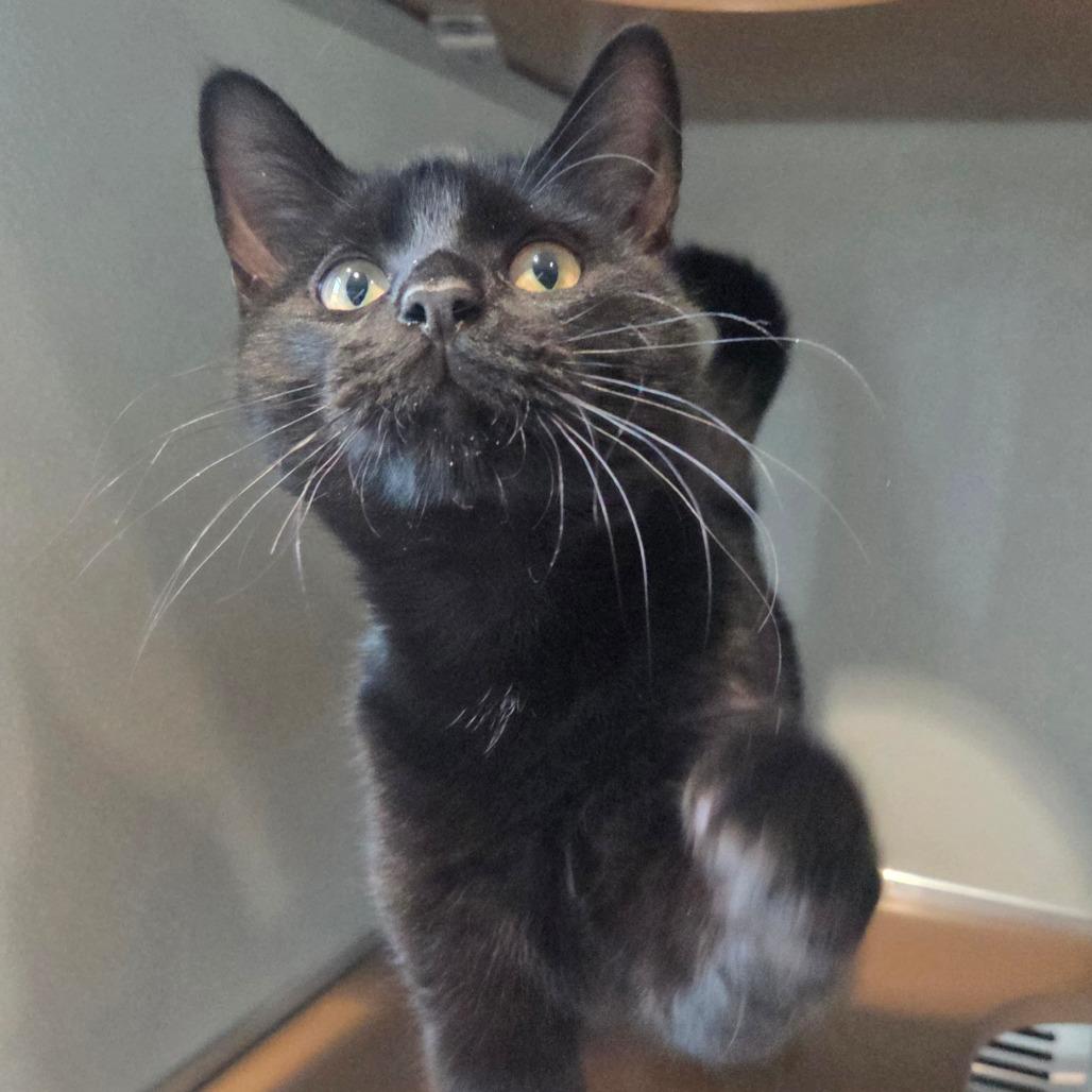 Mr. Stellar, a Adoptable Bombay in Chattanooga, TN image 5/6