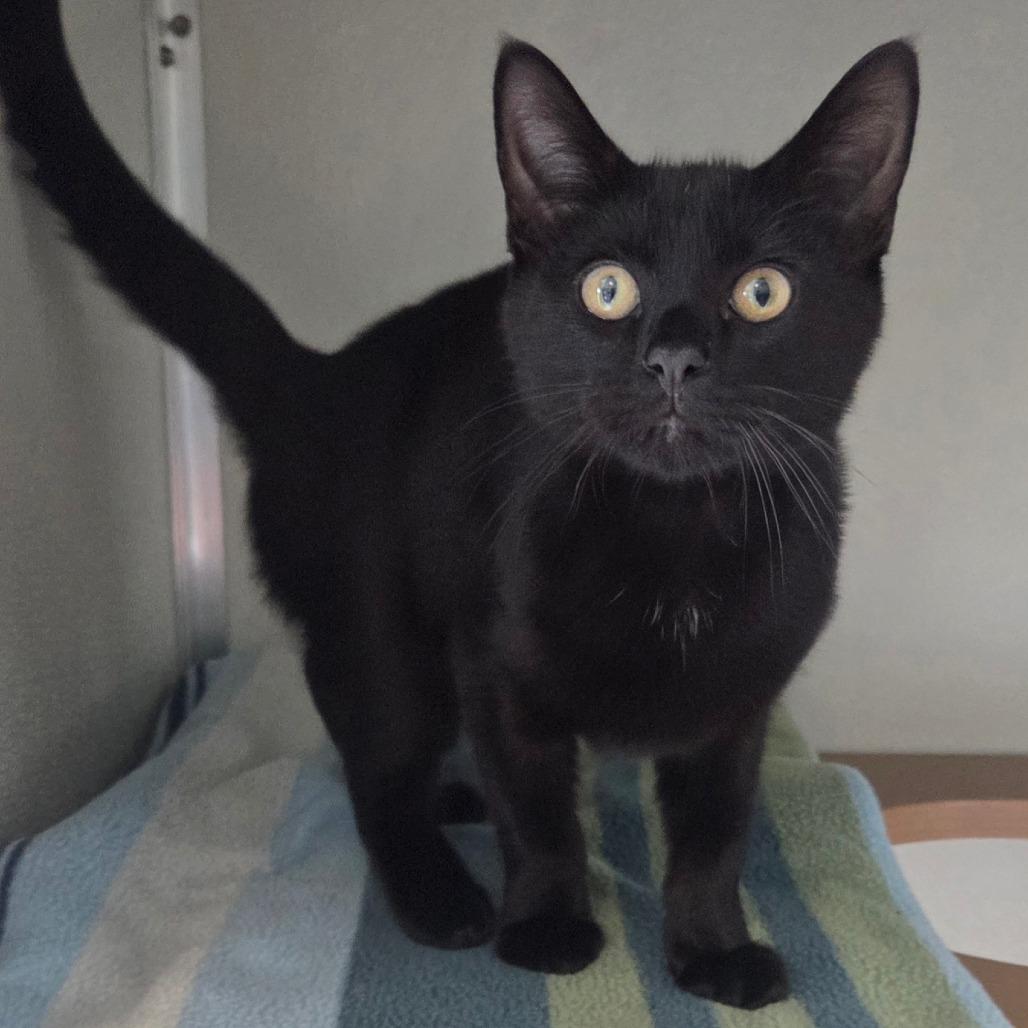 Mr. Stellar, a Adoptable Bombay in Chattanooga, TN image 6/6