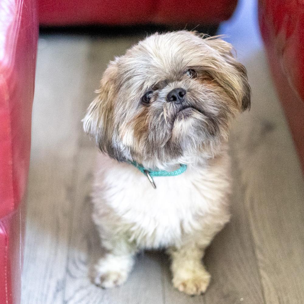 Enlarge Mouse (Male) Avail 9/30, a Adopted Shih Tzu in West Grove, PA image 2/6