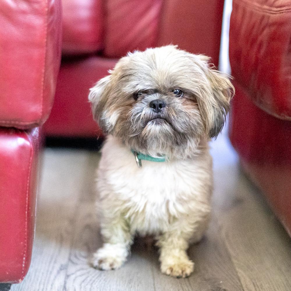 Enlarge Mouse (Male) Avail 9/30, a Adopted Shih Tzu in West Grove, PA image 6/6