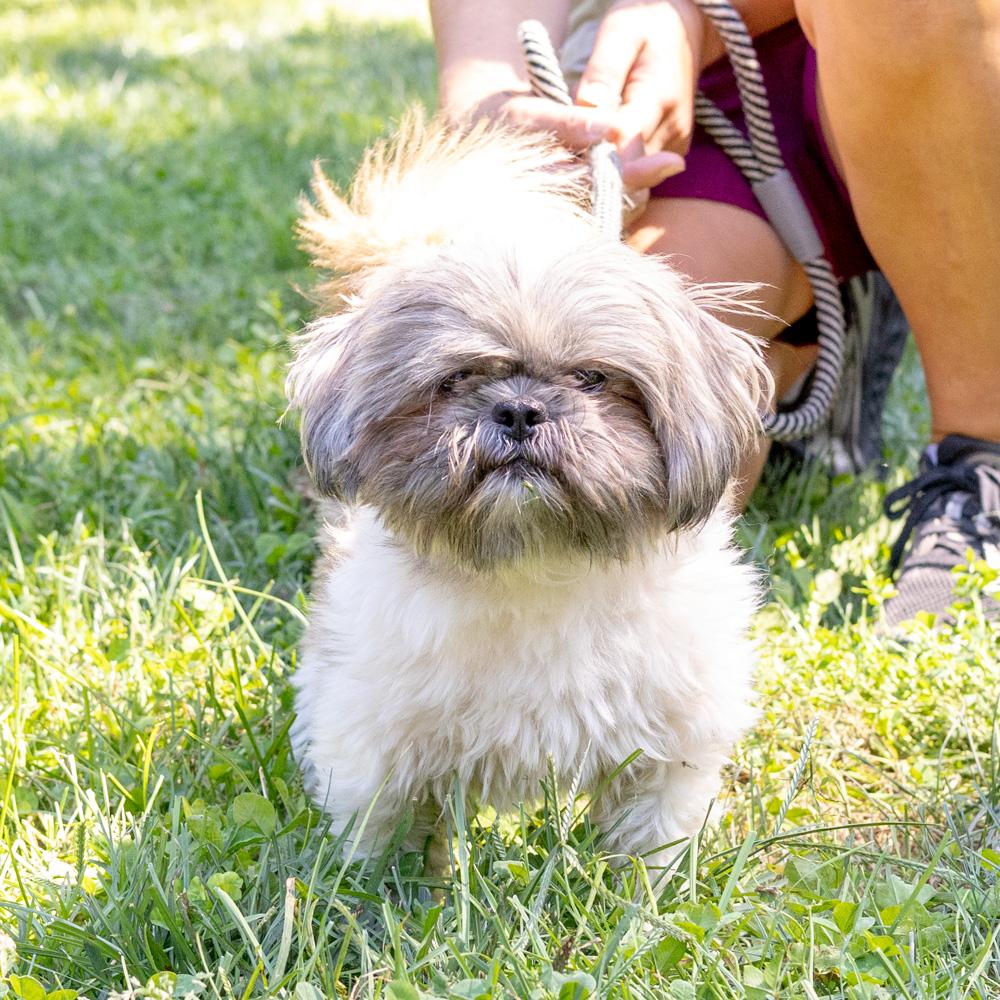 Enlarge Mouse (Male) Avail 9/30, a Adopted Shih Tzu in West Grove, PA image 1/6