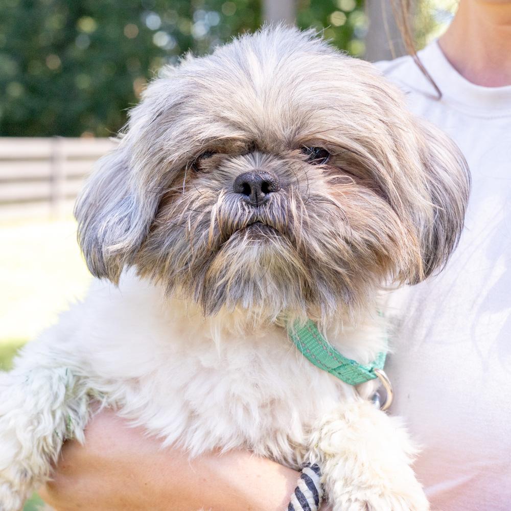 Enlarge Mouse (Male) Avail 9/30, a Adopted Shih Tzu in West Grove, PA image 4/6
