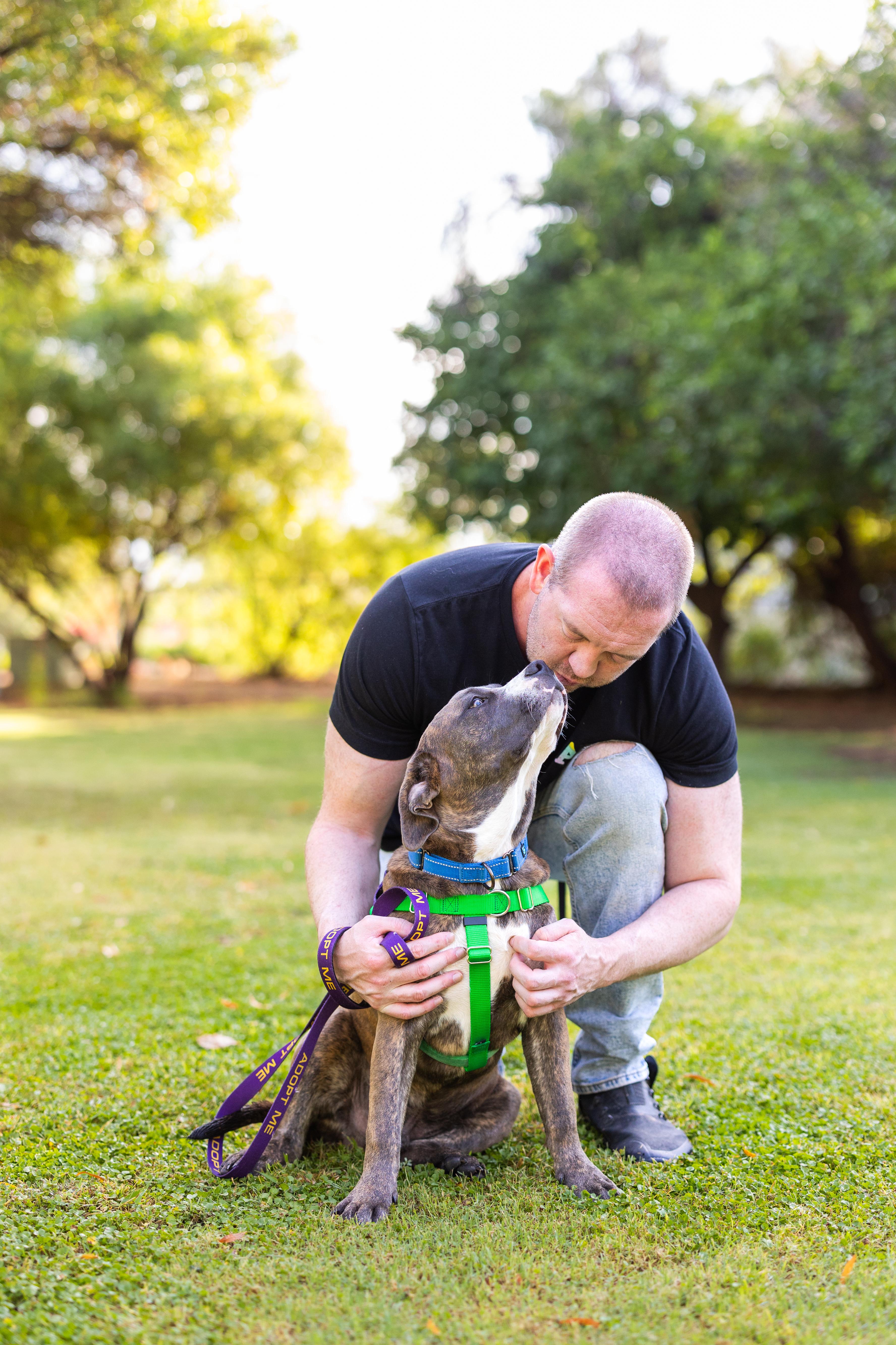 Enlarge Clovis, an adopted mixed breed in Peoria, AZ image 4/5