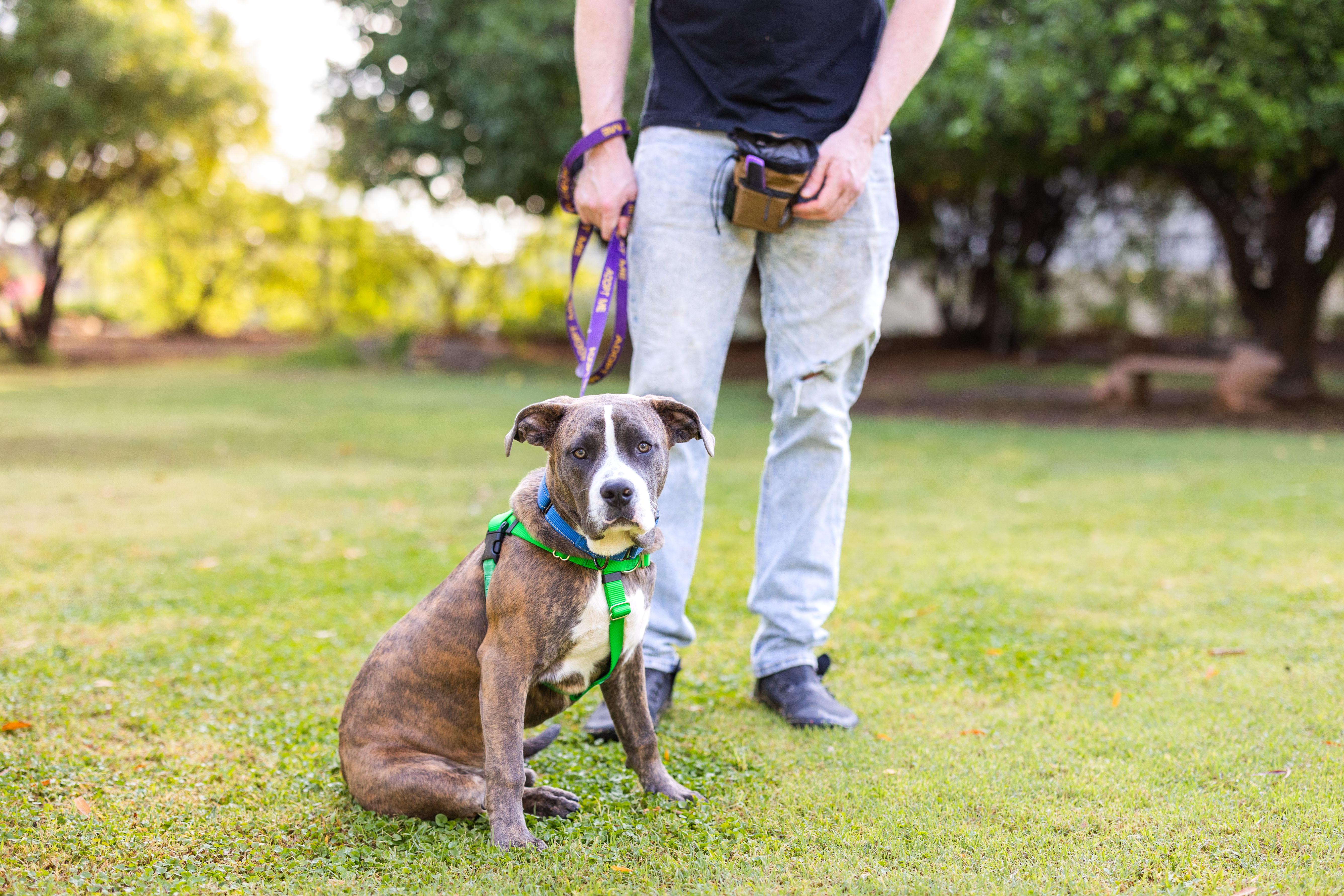 Enlarge Clovis, an adopted mixed breed in Peoria, AZ image 5/5