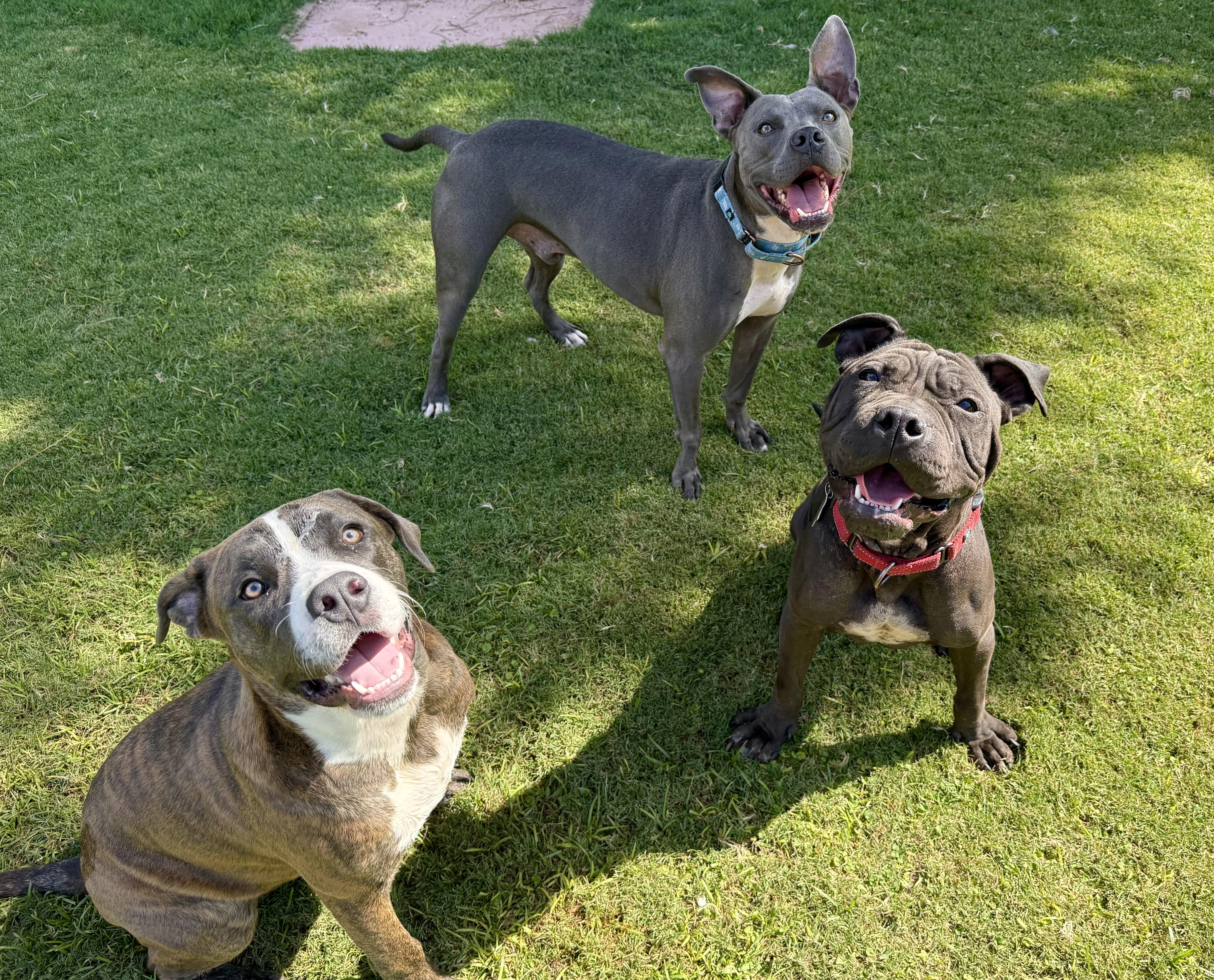 Enlarge Clovis, an adopted mixed breed in Peoria, AZ image 3/5