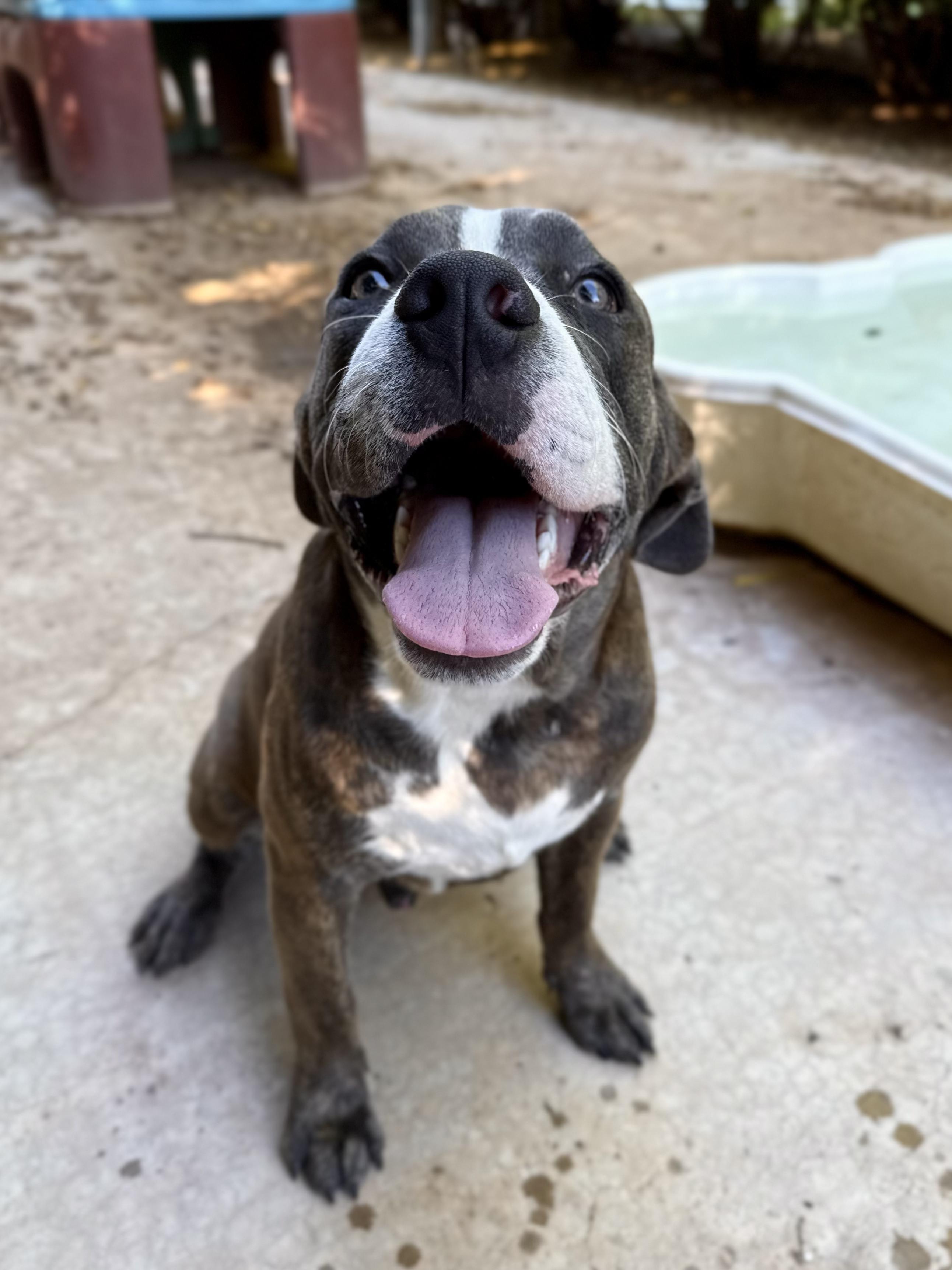 Enlarge Clovis, an adopted mixed breed in Peoria, AZ image 2/5