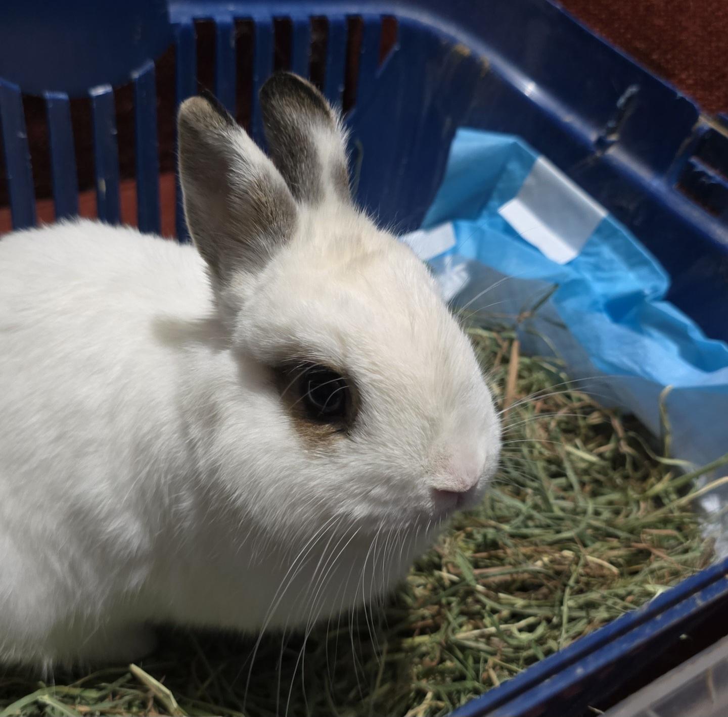Enlarge Tazewell, a ADOPTABLE Netherland Dwarf in Knoxville, TN image 2/4