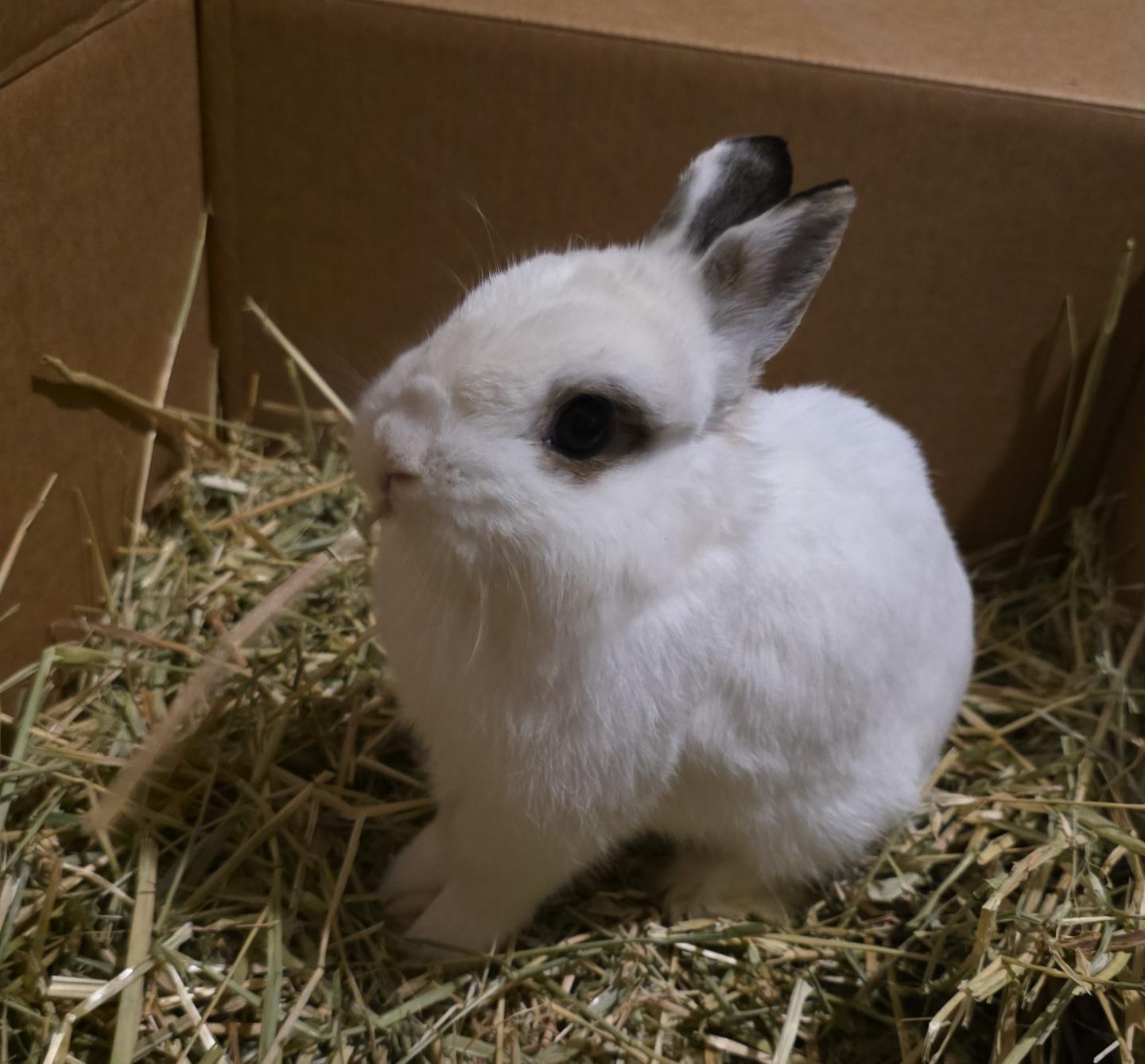 Enlarge Tazewell, a ADOPTABLE Netherland Dwarf in Knoxville, TN image 4/4