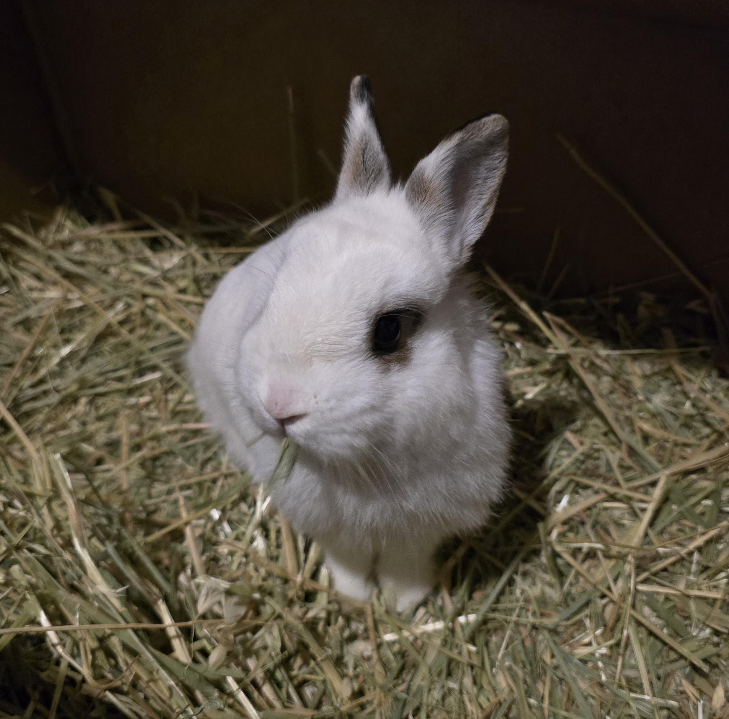 Tazewell, ADOPTABLE, Young Male Netherland Dwarf.