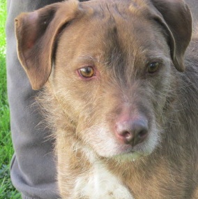 Palmer, adoptable, Adult Male Labradoodle & Terrier.