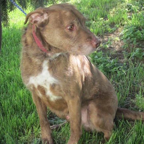 Enlarge Palmer, an adoptable mixed breed in Frederick, MD image 3/5