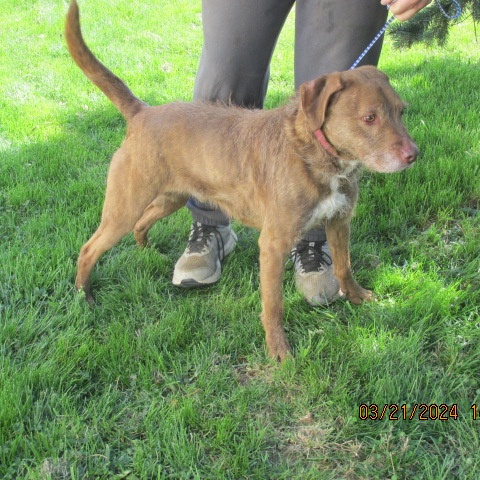 Enlarge Palmer, an adoptable mixed breed in Frederick, MD image 4/5