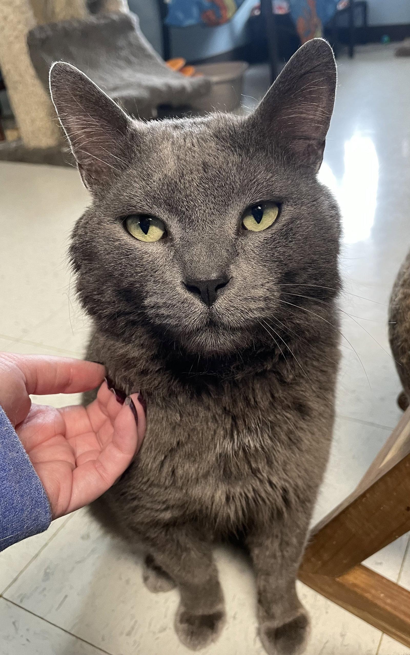 Max, a Adopted Domestic Short Hair in Champaign, IL image 1/3