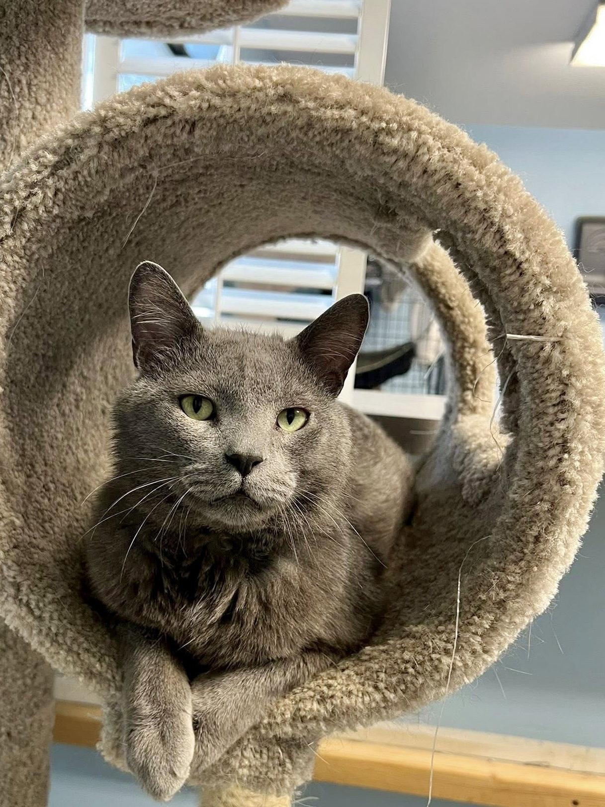 Max, a Adopted Domestic Short Hair in Champaign, IL image 2/3