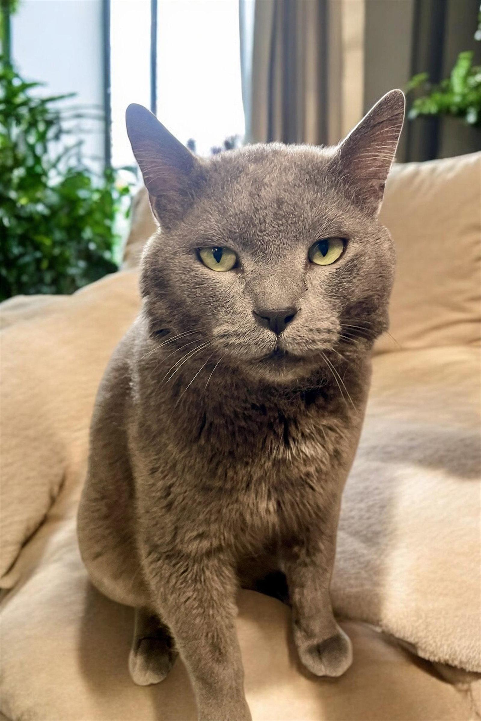 Max, a Adopted Domestic Short Hair in Champaign, IL image 3/3