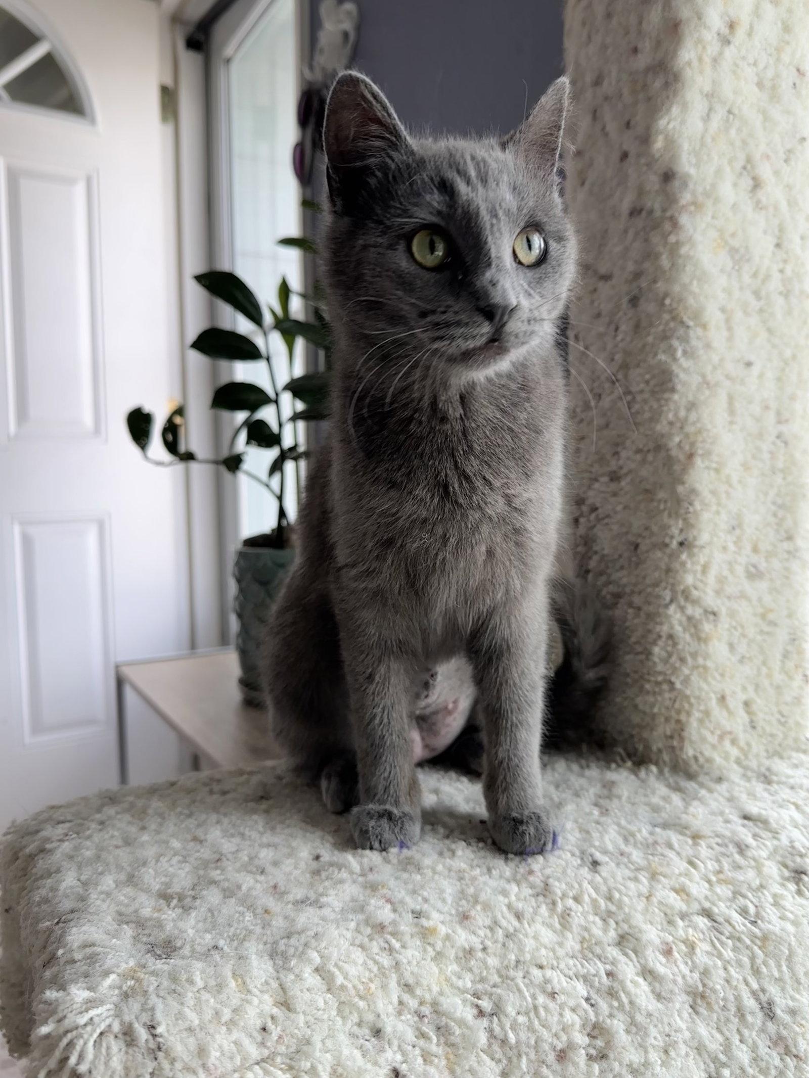 Cheerios, Adopted, Young Female Domestic Short Hair.