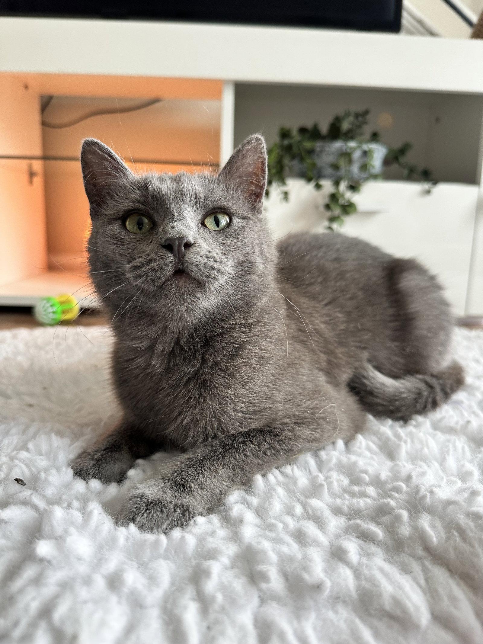 Enlarge Cheerios, a Adopted Domestic Short Hair in Aurora, CO image 2/3