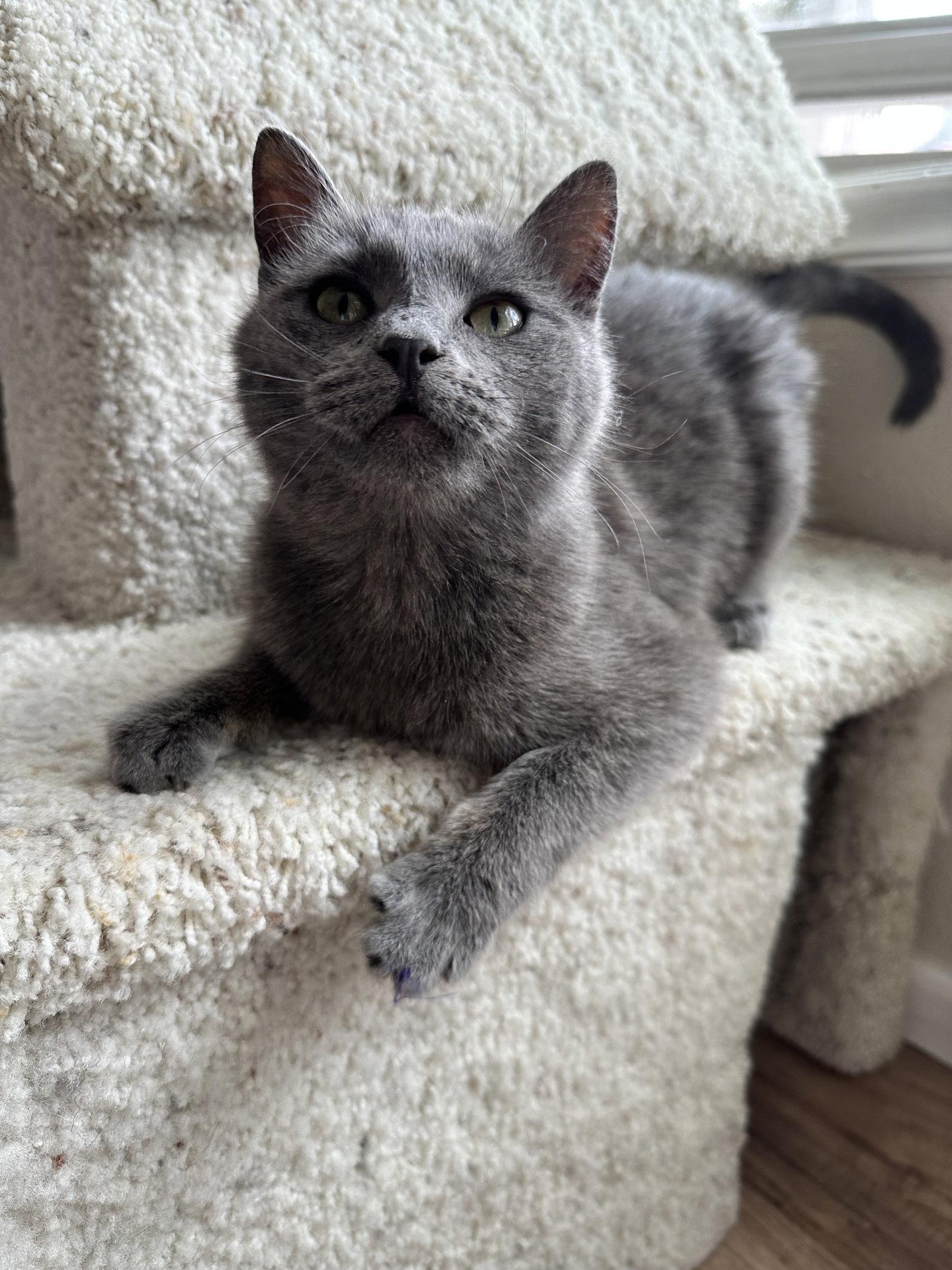 Enlarge Cheerios, a Adopted Domestic Short Hair in Aurora, CO image 3/3