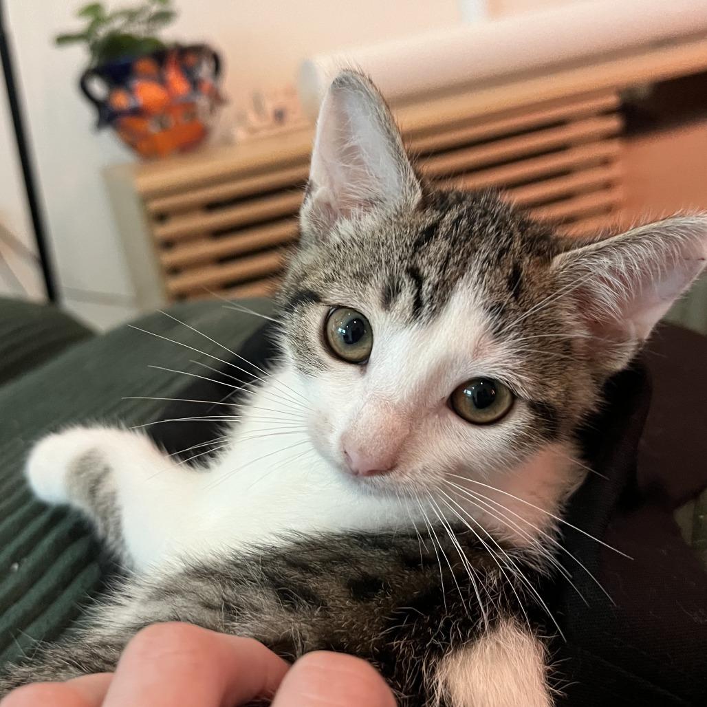 Spot — thumbnail 2