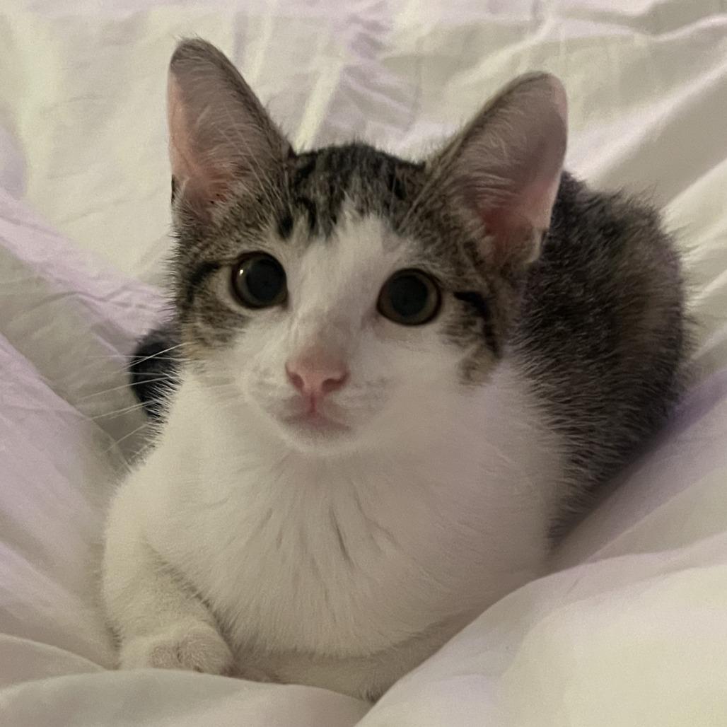 Spot — thumbnail 3