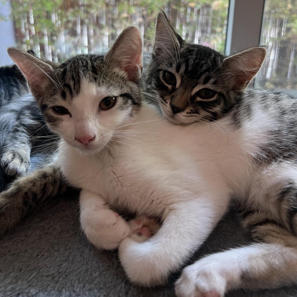 Spot — thumbnail 4