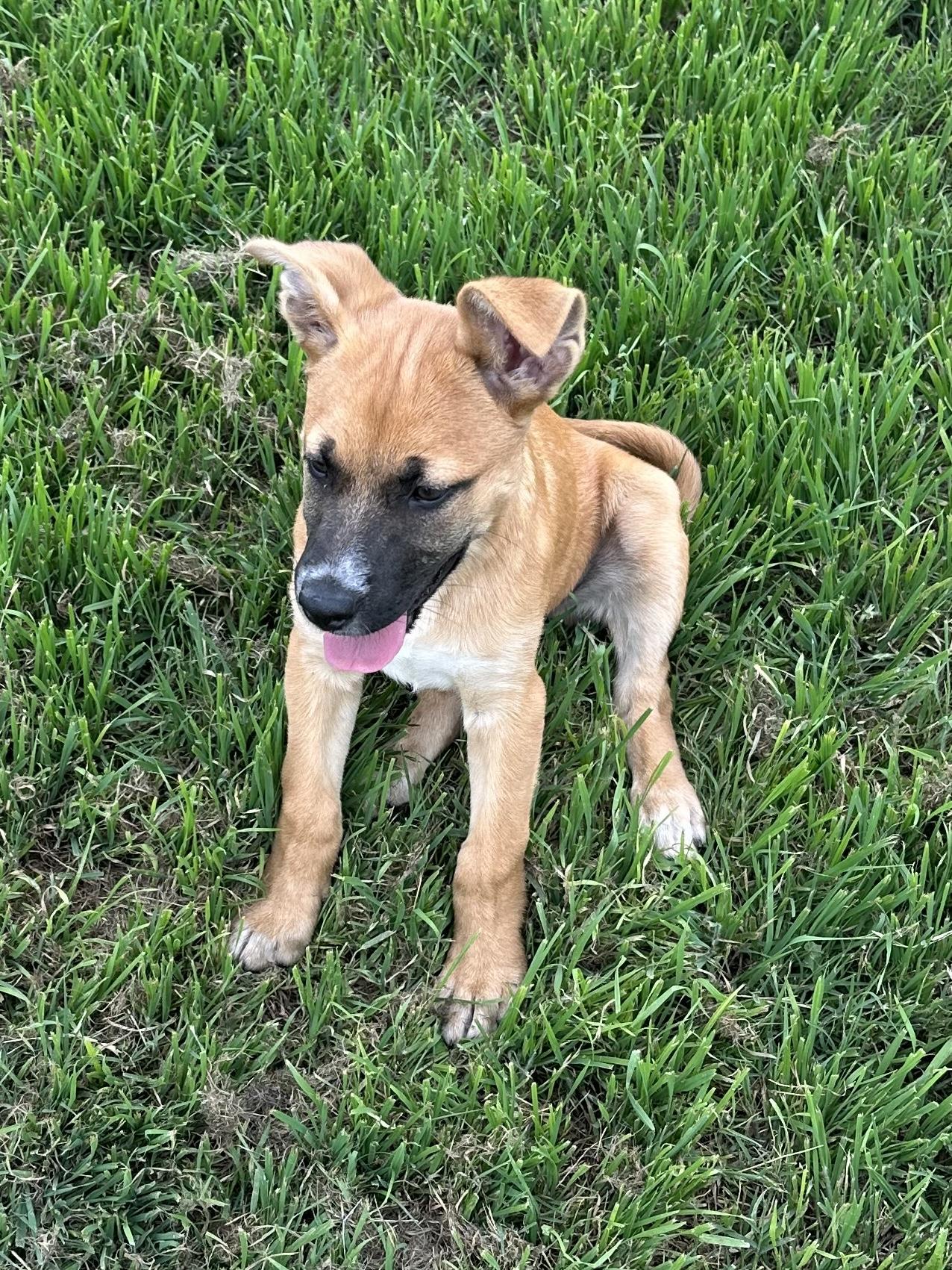 BUFFY, Young Female Shepherd