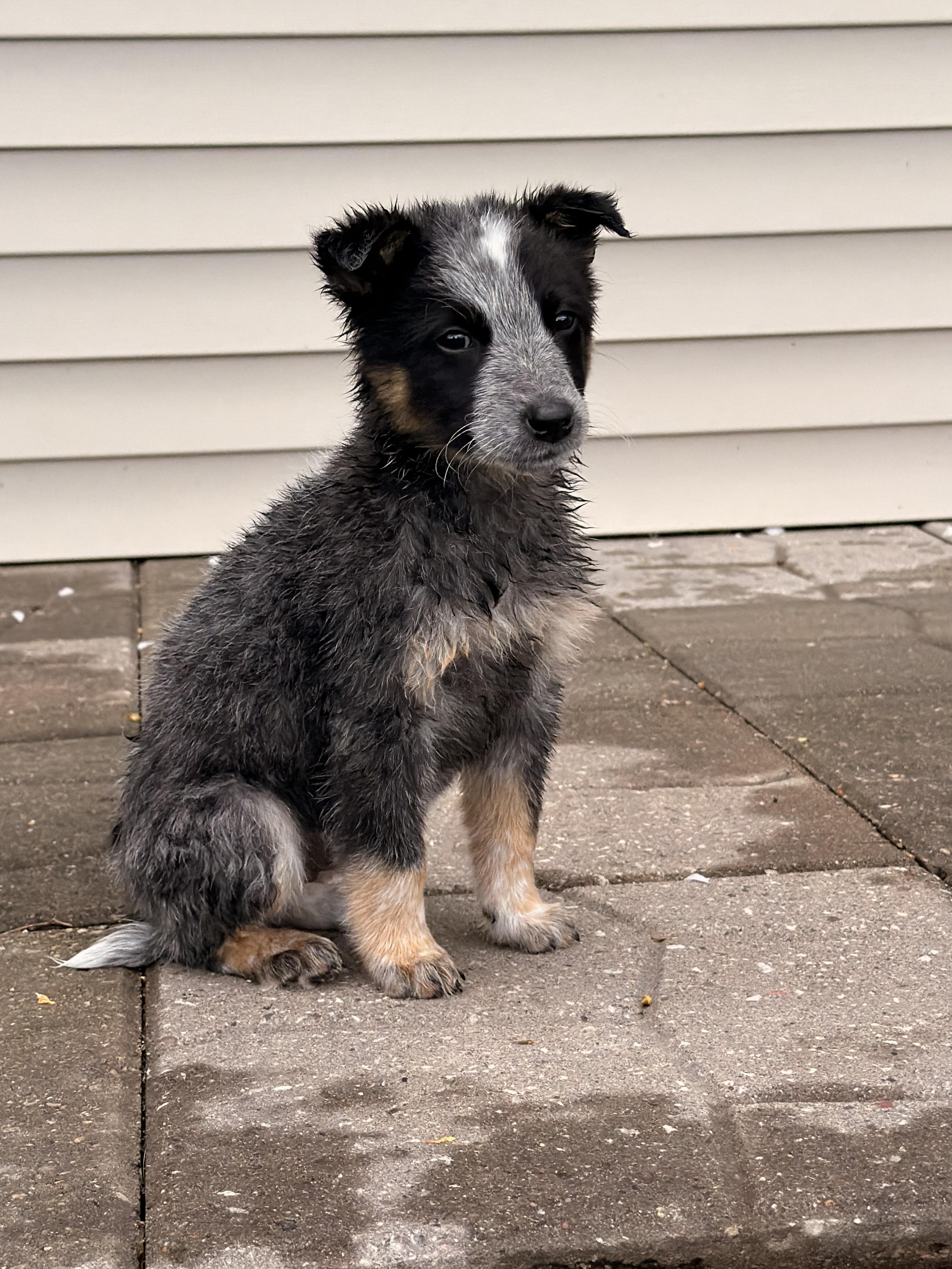 Enlarge Dora , an adopted Australian Cattle Dog / Blue Heeler in North Freedom, WI image 1/1