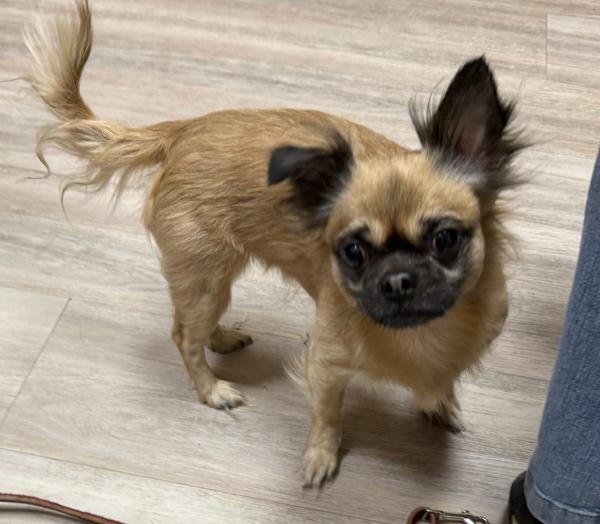 Mickey, Adoptable, Adult Male Chihuahua & Pug.