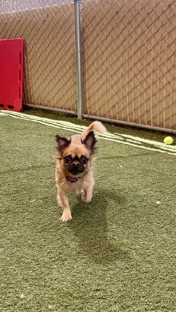 Enlarge Mickey, a Adoptable mixed breed in Oceanside, CA image 2/4