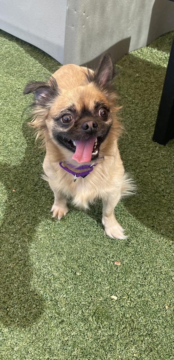 Enlarge Mickey, a Adoptable mixed breed in Oceanside, CA image 3/4