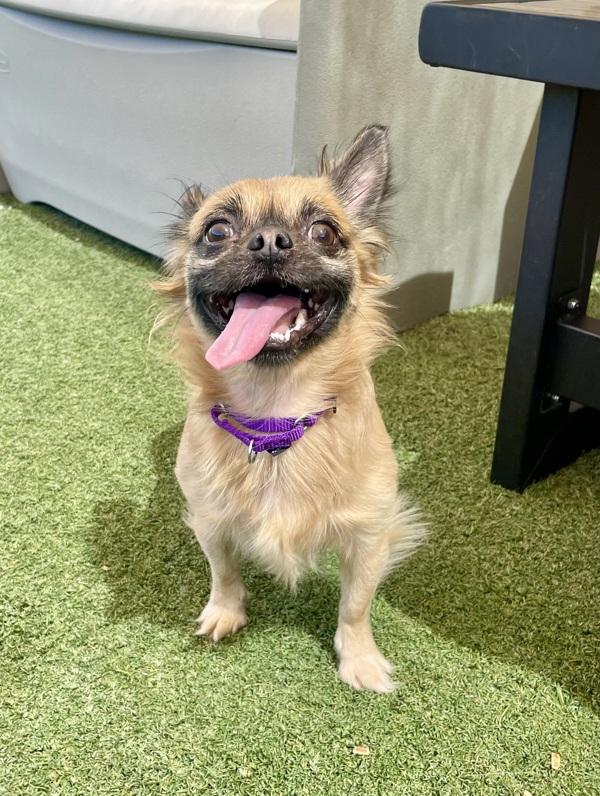 Enlarge Mickey, a Adoptable mixed breed in Oceanside, CA image 4/4