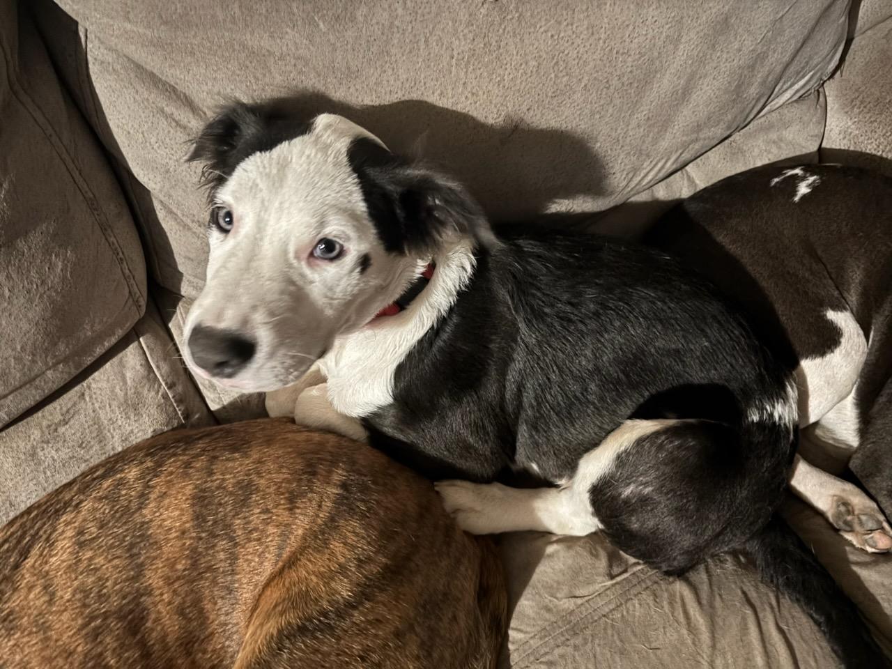 Hades, Adoptable, Puppy Male American Staffordshire Terrier.