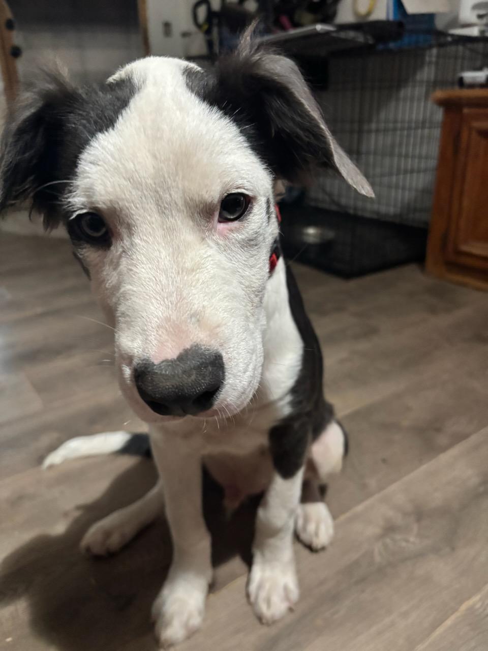 Enlarge Hades, a Adoptable mixed breed in OKLAHOMA CITY, OK image 2/2