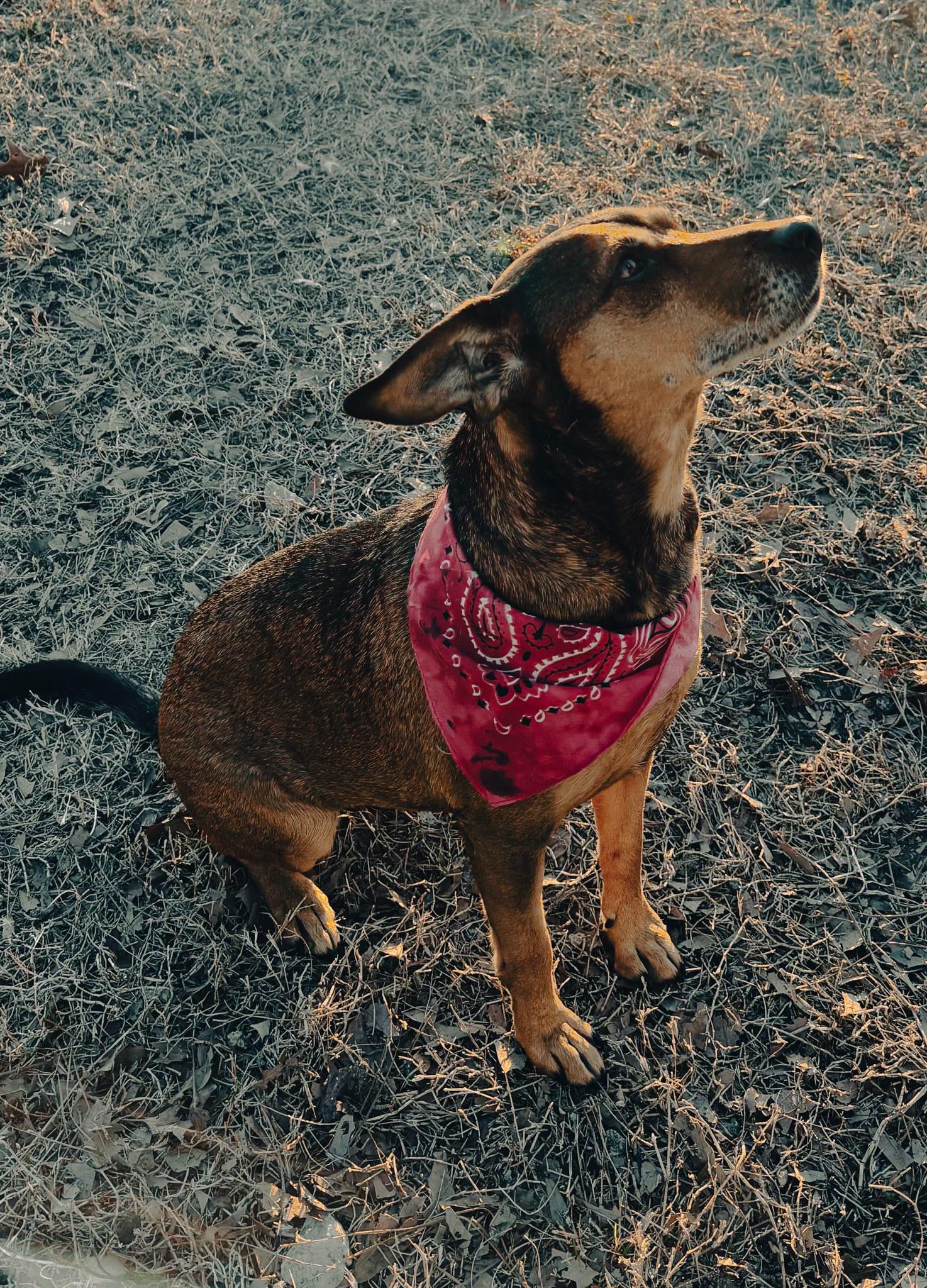 Enlarge Brandi, a ADOPTABLE mixed breed in Tyner, NC image 2/2
