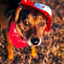 Enlarge Brandi, a ADOPTABLE mixed breed in Tyner, NC image 1/2