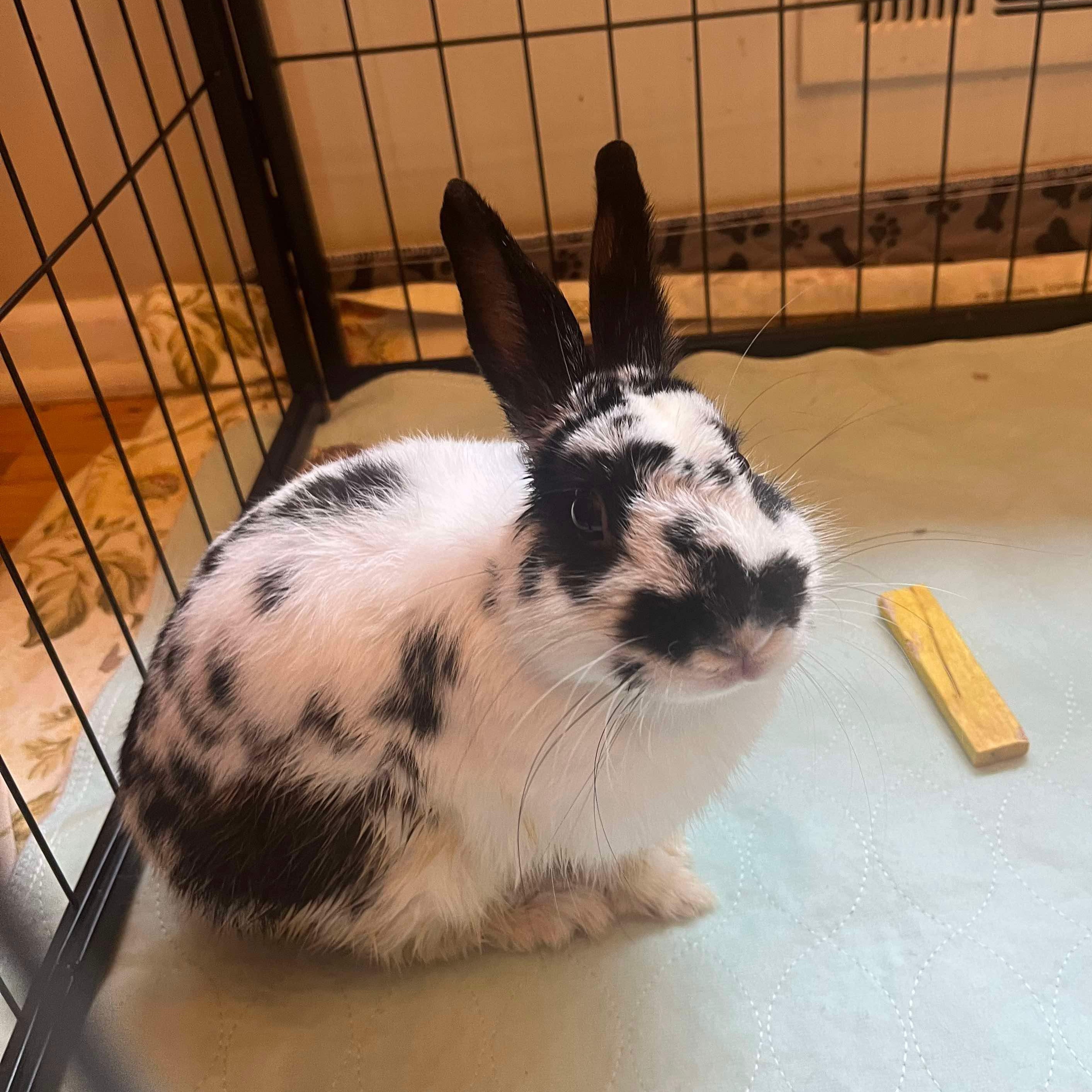 Enlarge Matthew, a Adopted American in Verona, NJ image 1/1