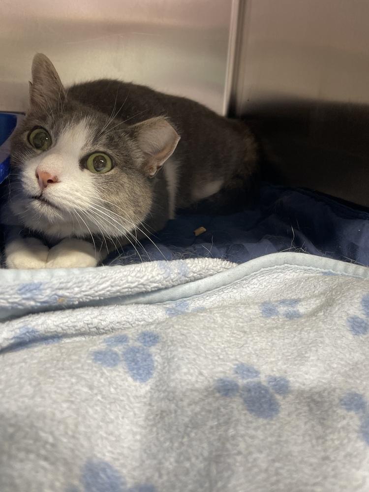 Enlarge Princess Buttercup, a Adoptable mixed breed in Ferndale, MI image 1/3