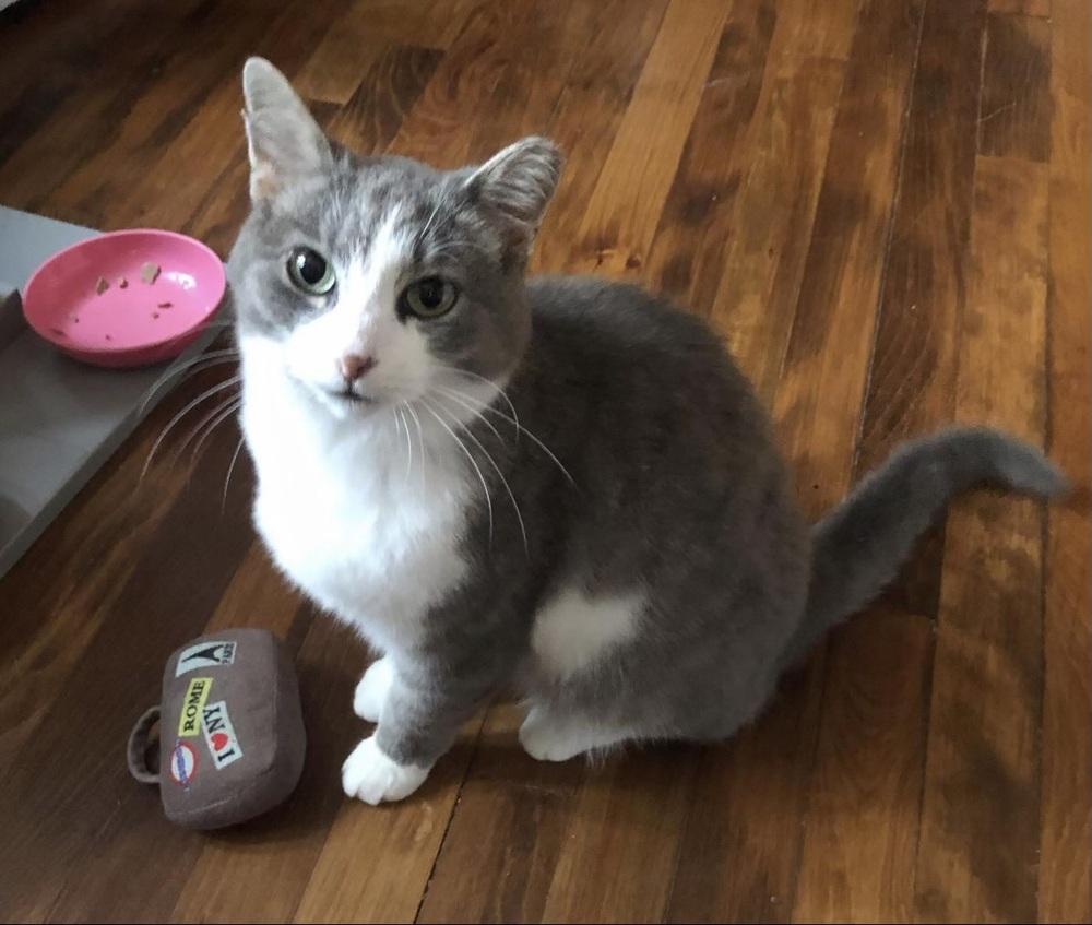 Enlarge Princess Buttercup, a Adoptable mixed breed in Ferndale, MI image 2/3