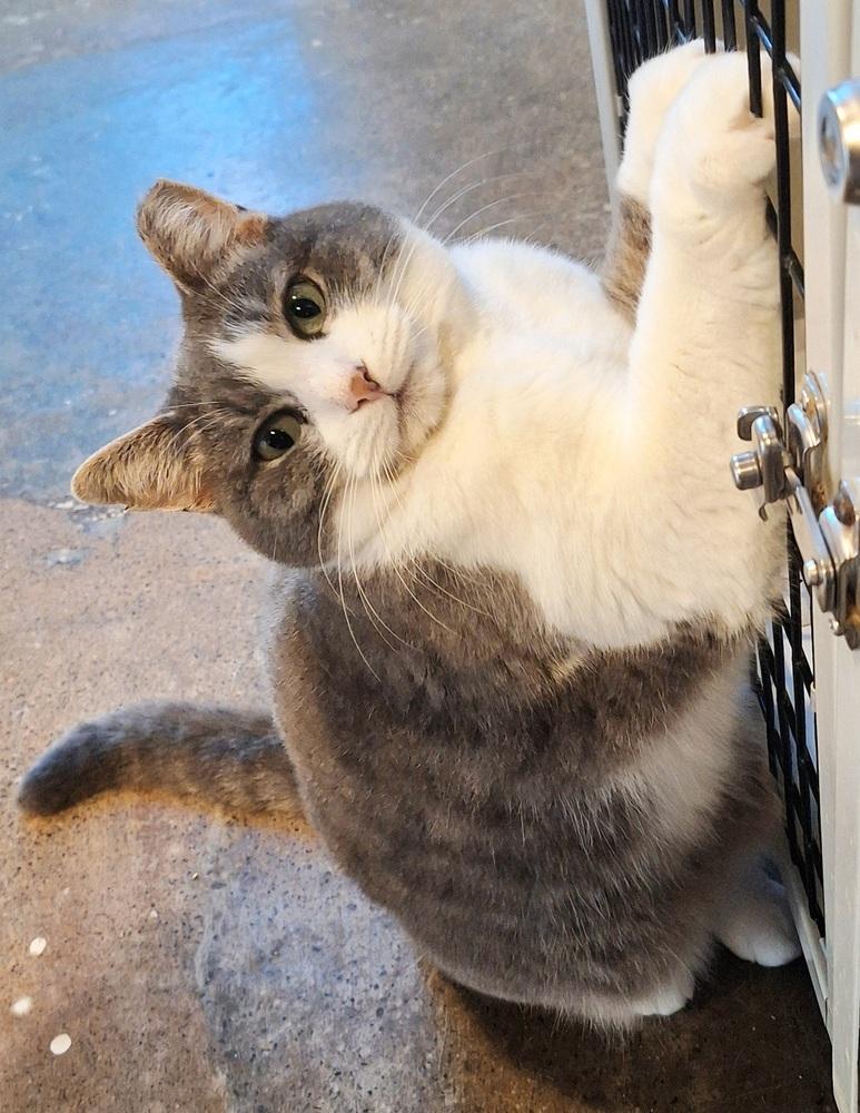 Enlarge Princess Buttercup, a Adoptable mixed breed in Ferndale, MI image 5/5